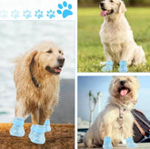 New Dog Shoes