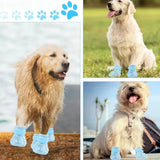 New Dog Shoes