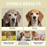 100g Dog Immune Support Supplement – Daily Immunity Defense, Promotes Healthy Immune System Function for Breeds, Easy-Mix Powder