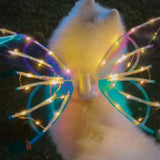 Dog Butterfly Wings