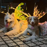 Dog Butterfly Wings