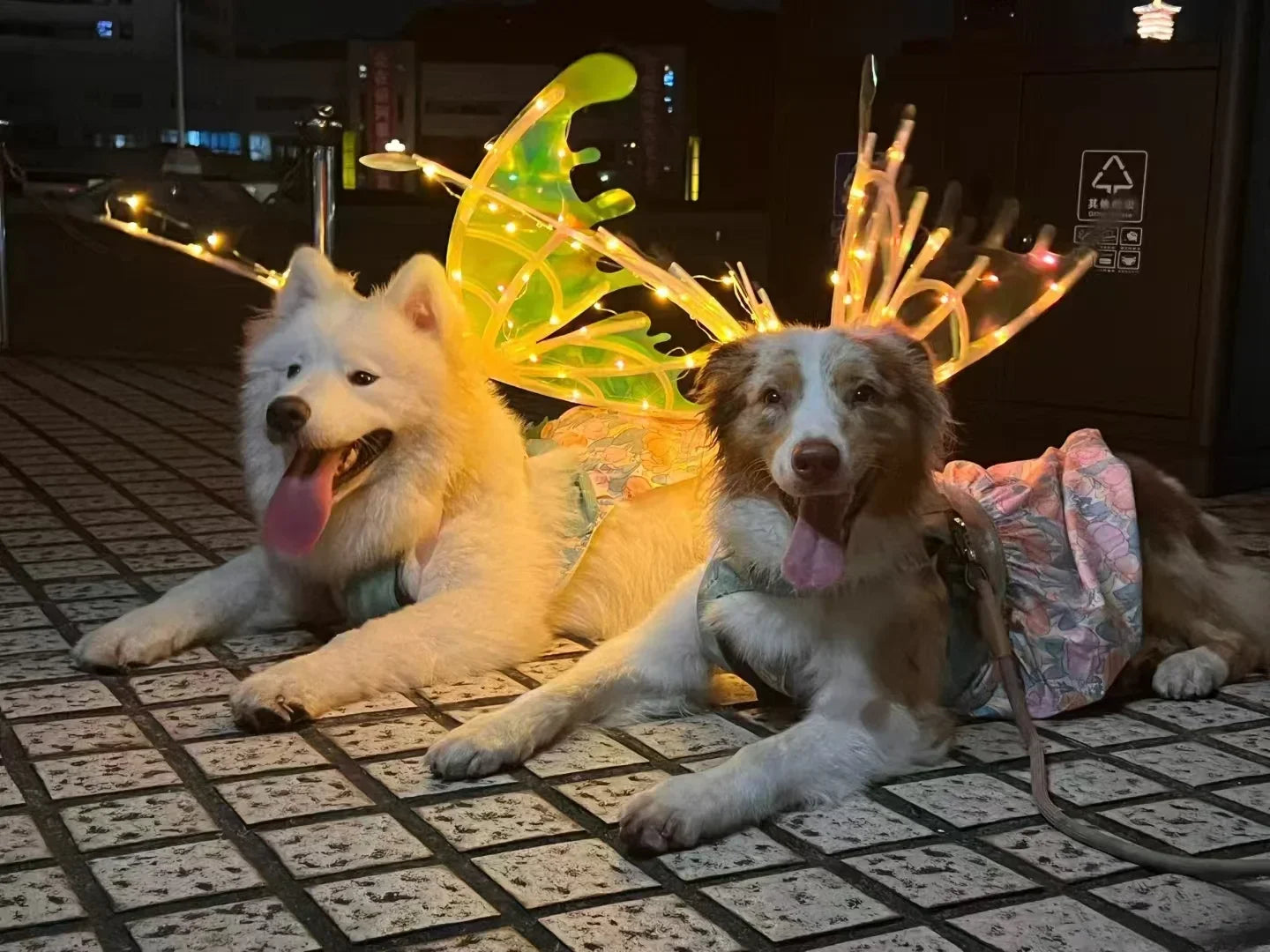 Dog Butterfly Wings