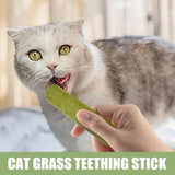 Cat Grass Sticks Grass