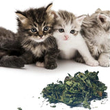 Oitabi 1950g Silvervine Leaves, Cat Chew Snacks, Matatabi leaves for Indoor Cats, Kitten Teething Interactive Toys for Cats