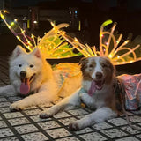 Dog Butterfly Wings